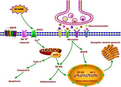 Effects of Radiofrequency Electromagnetic Radiation on Neurotransmitters in the Brain